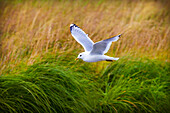 'Kittiwake (Rissa) In Flight; Skagway, Alaska, United States Of America'