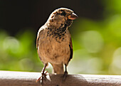 'A Sparrow Perched On A Wooden Beam; Tarifa, Cadiz, Andalusia, Spain'