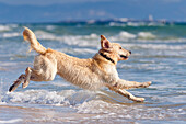 'A Dog Running In The Water; Tarifa, Cadiz, Andalusia, Spain'