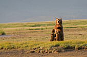 'A Grizzly Bear (Ursus Arctos Horribilis) Nursing Her Two Cubs; Alaska, United States Of America'