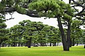 'Trees In A Park Area; Tokyo, Japan'