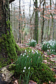 'White Flowers Growing On The Forest Floor Beside A Moss Covered Tree Trunk; Dumfries, Scotland'