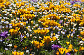 'Field Of Colorful Flowers; Dumfries, Scotland'