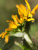 'Dewdrops On Wildflowers And Spider Silk; New Mexico, United States Of America'