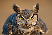 'Portrait Of Great Horned Owl; Wyoming, Usa'