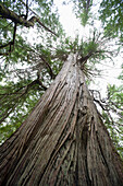 'Giant Redwood In Cougar Annie's Garden; Boat Basin, Vancouver Island, British Columbia, Canada'
