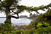 'The Scenery Along The Wild Pacific Trail On Vancouver Island; Ucluelet, British Columbia, Canada'