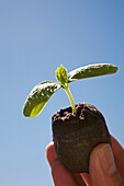A Hand Holding A Cucumber Seedling Against A Blue Sky Background