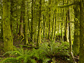 'A Lush Forest; Tofino, British Columbia, Canada'