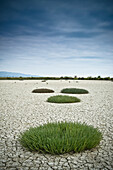 'Clumps Of Grass Growing Through Cracked Earth; New Zealand'