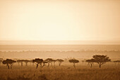 'Trees On The Savannah At Sunset; Masai Mara, Kenya'