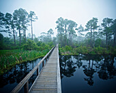 'A Wooden Boardwalk Over A River With Trees Reflected In The Water; Pensacola, Florida, United States of America'