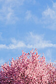 Cherry Blossoms, Westmoreland Park, Portland, Oregon, Usa