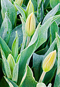 Frosted Tulips