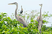 Herons, Wacodahatchee Wetlands, Florida, Usa