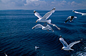 'Herring Gulls; Co Waterford, Ireland'