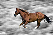 Running Horse