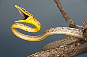 'Brown Vine Snake, (Oxybelis Aeneus), Arizona, Usa; Defensive Snake On A Branch'