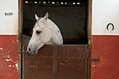 Grey Horse In A Stable