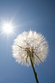 Seeded Dandelion