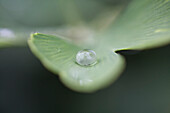 Dew On A Leaf