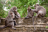 'Bali, Indonesia; Monkeys'