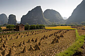 Rice Field In Yanshuo, Guangxi, China