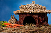 Baby Rabbit With Carrots Beside Hut