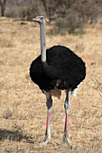 'Samburu National Reserve, Kenya; Blue Necked Ostrich (Struthio Camelus Molybdophanes)'