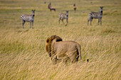 'Lion (Panthera Leo), Masai Mara National Reserve, Kenya, Africa; Male Lion Watching Zebras'