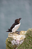 'Razorbill, Alca Torda; Sitting On A Rock'