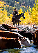 Cowboy Herding Cattle Across River, Alberta, Canada