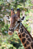 'Giraffe Head; Close Up Of A Giraffe's Face'