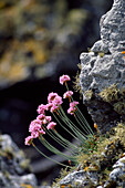 'Sea-Pink Wildflowers; Ireland'