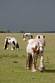 Clydesdale Horses In A Field, Northumberland, England