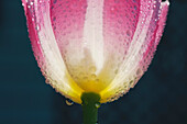Close-Up Of Base Of Wet Tulip