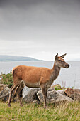 Deer On Isle Of Arran, Scotland