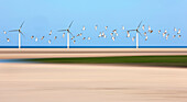 Birds Flying Through Wind Turbines