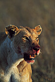Lioness With Bloody Face Following Killing Of Prey, Africa
