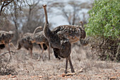 Somali Ostriches, Kenya, Africa