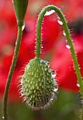 'A Poppy Bud Covered With Dew Drops; Northumberland, England'