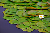 'Lily Pond At Mingus Park; Coos Bay, Oregon, United States of America'