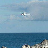 'Red-Billed Tropicbirds (Phaethon Aethereus) With Their Very Long Tails; Galapagos, Equador'