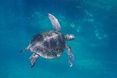 'Sea Turtle (Chelonioidea) Swimming Underwater; Galapagos, Equador'