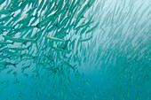 'A Large Group Of Pacific Barracuda (Sphryaena Argentea) In The Pacific Ocean; Galapagos, Equador'