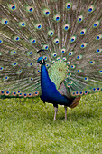 'Close-Up Of A Peacock With Feathers Fanned; Calgary, Alberta, Canada'