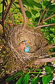 'Baby Bird And Blue Eggs In A Nest; Portland, Oregon, United States of America'