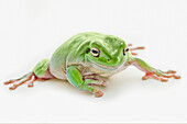 'Fat Green Tree Frog; Edmonton, Alberta, Canada'