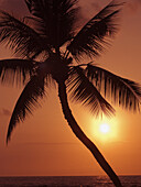 Hawaii, Palm Tree Silhouette With Orange Sky Over Ocean At Sunset.
