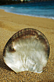Polished Tahitian Oyster Shell Standing In Sand, Ocean Background.